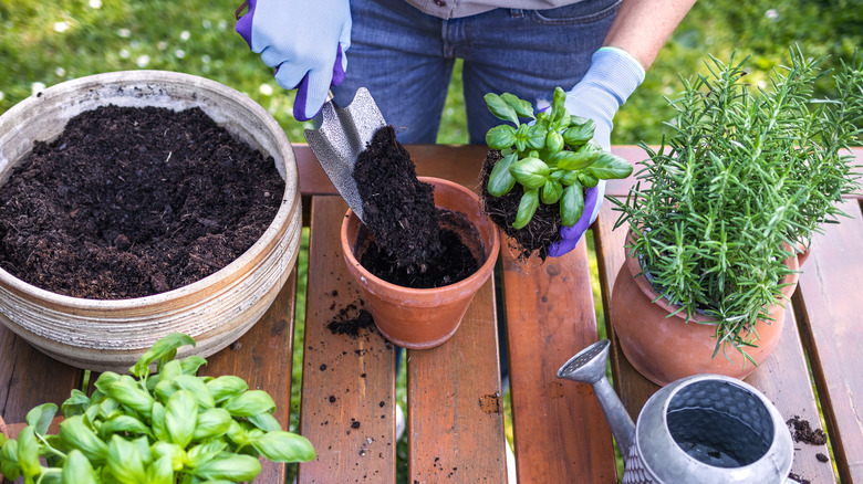 herbs being potted