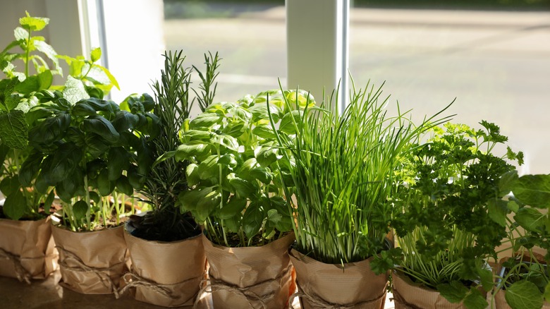 herbs on windowsill