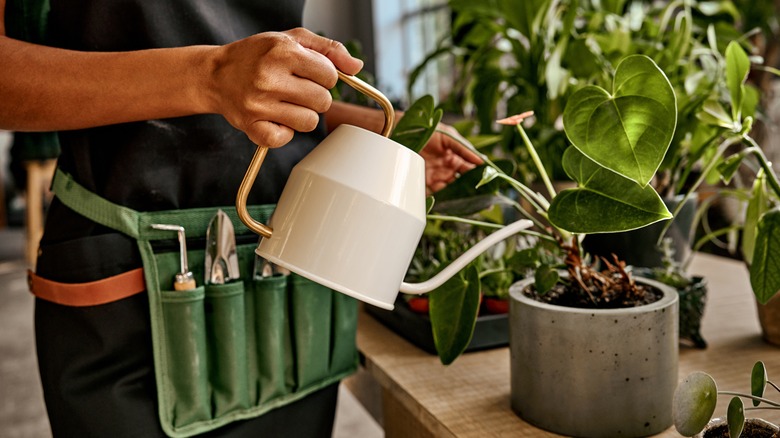 person watering plants
