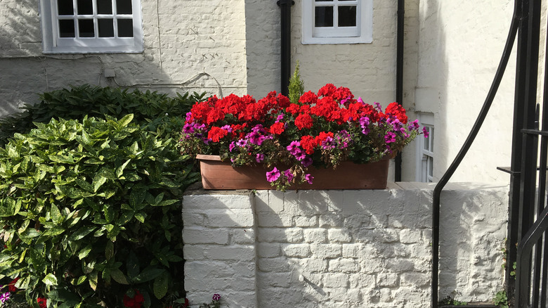 trough planter on wall