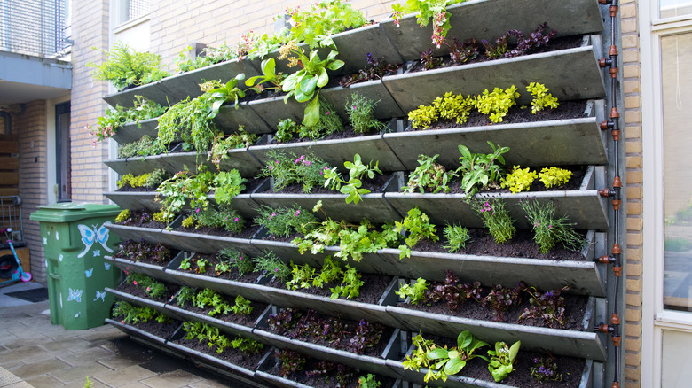 wall of plants