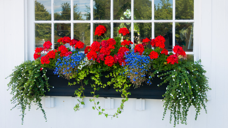 window box in bloom