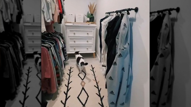A walk-in closet has clothes hanging on hangers and clothes on a towel rod