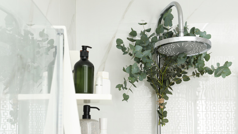 Eucalyptus tied to a showerhead
