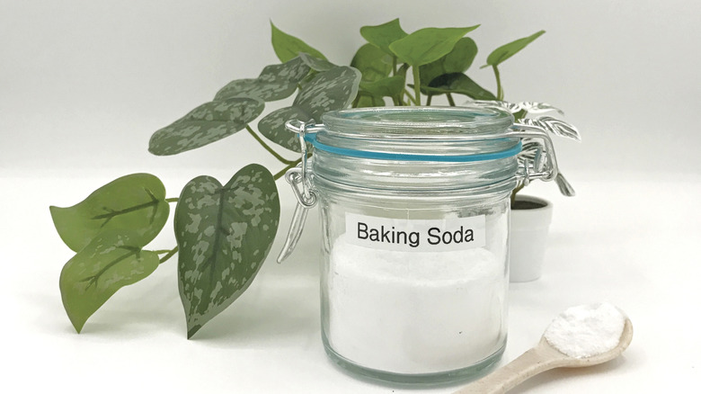A jar of baking soda sitting in front of a satin pothos plant