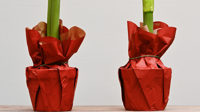 Two plants wrapped with red wrapping paper