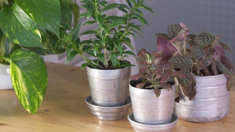 mini planters made from old measuring cups