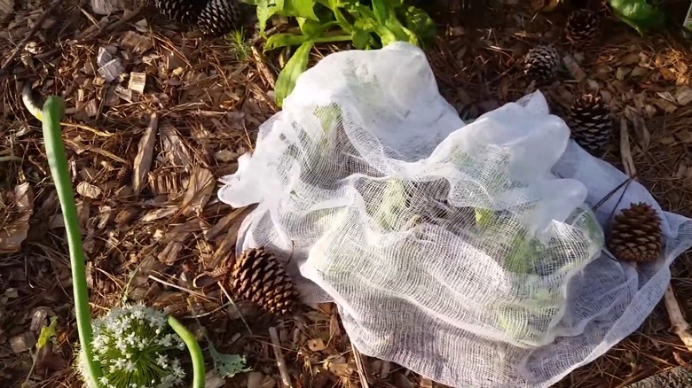 cheesecloth covering kale plant