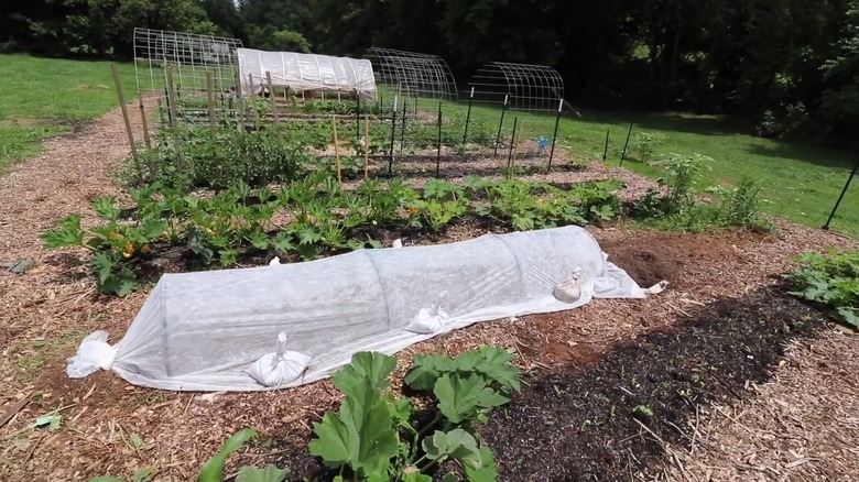garden bed with row cover