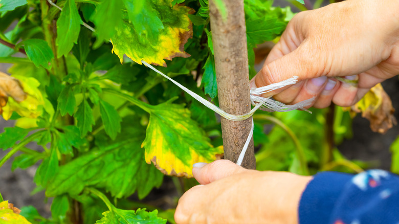 person tying plant to wood stake