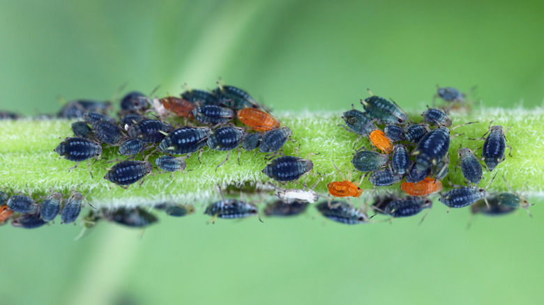 Aphids on a plant