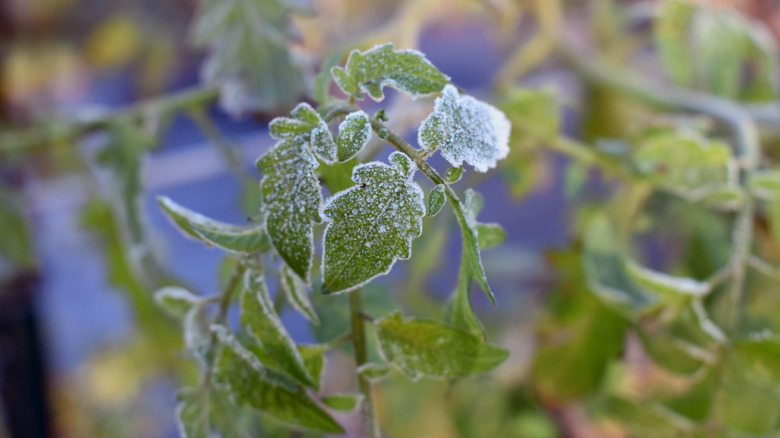 Frost on tomato plant leaves