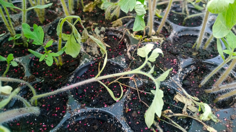 Damping off tomatoes