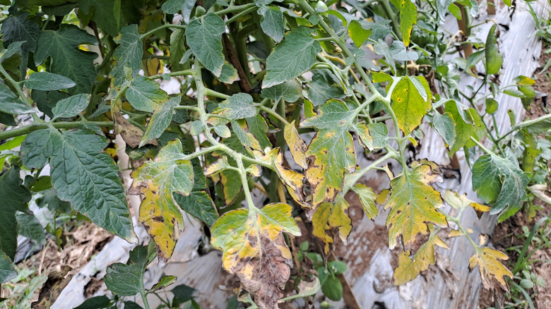 Early blight disease on a tomato plant