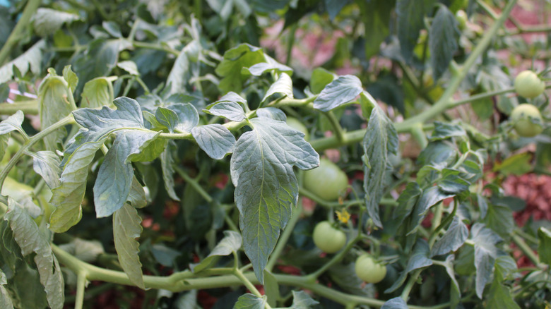 Wilting leaves on a tomato plant from the heat