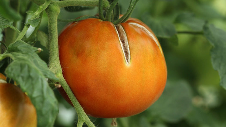 A tomato with a large crack down the side