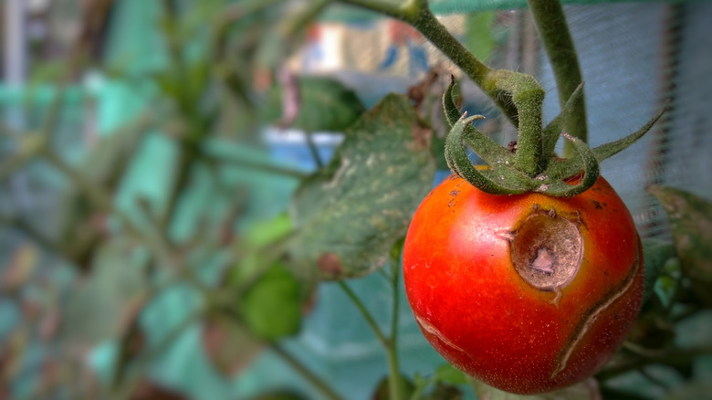 A tomato on a plant with a bad spot