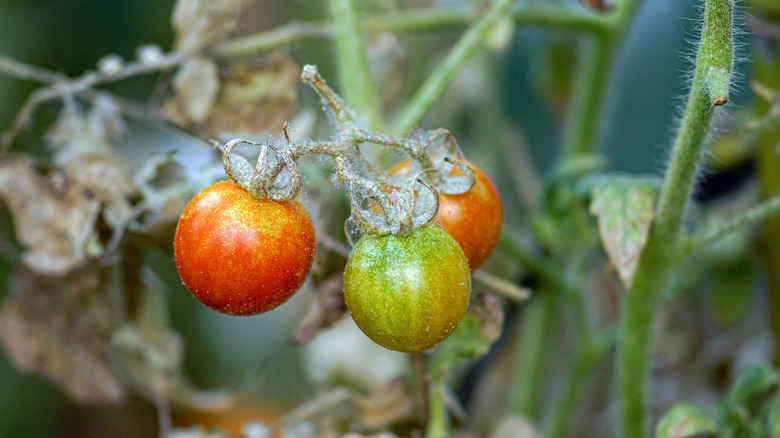 Spider mite damage on a tomato plant