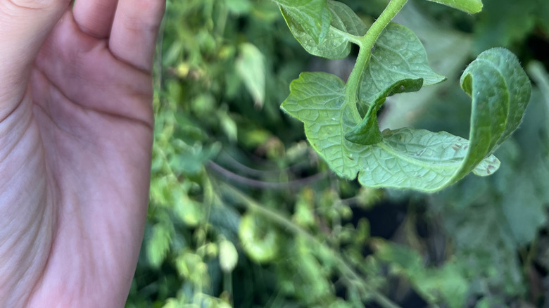 A tomato hornworm on a stem