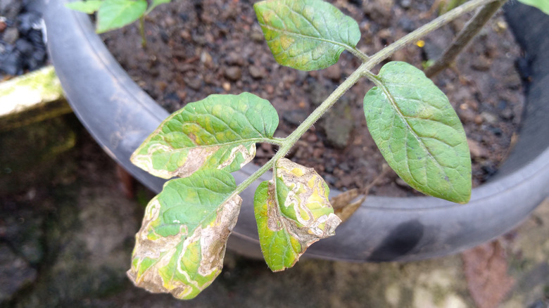 Leaves on a tomato plant with Septoria leaf spot