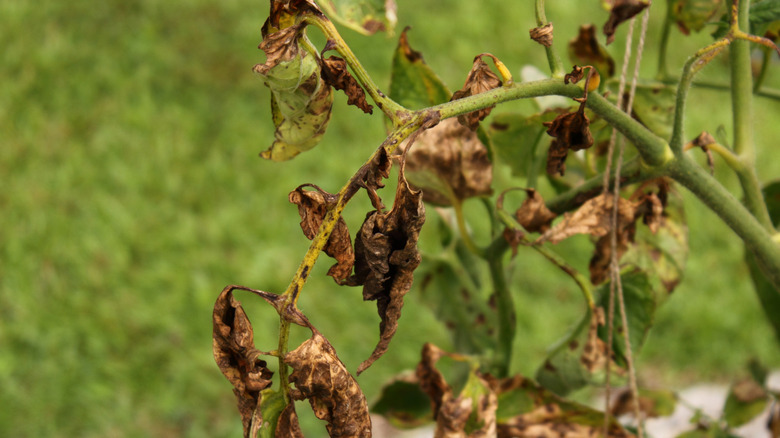 A wilting tomato plant