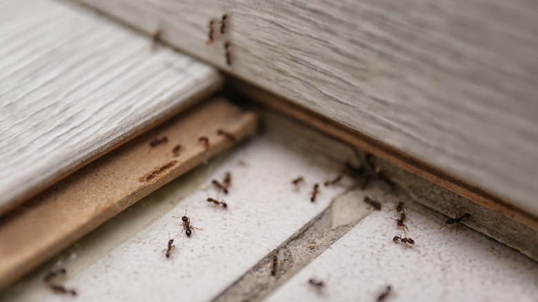 ants on floorboard