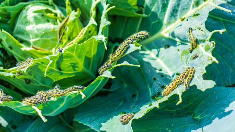 Cabbage worms nesting in cabbage