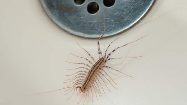 Centipede near shower drain
