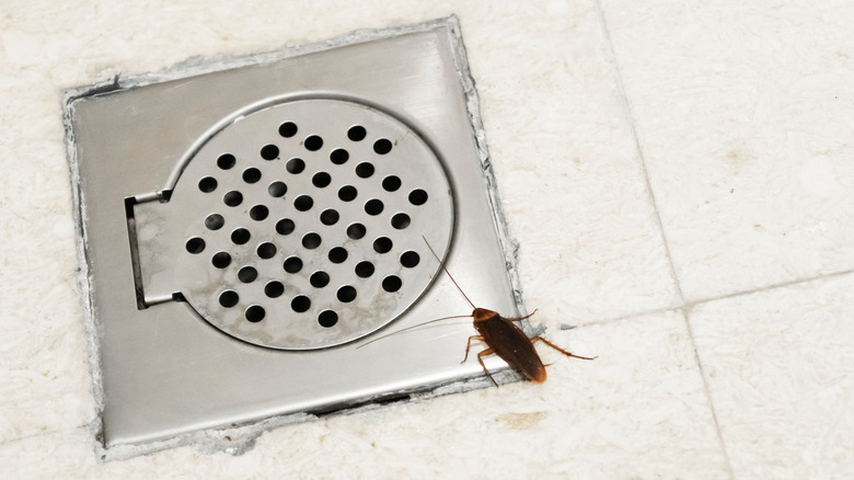 Cockroach near shower drain