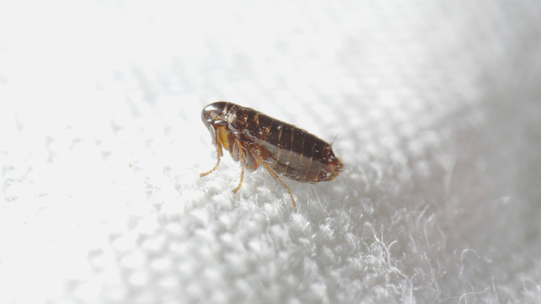 flea on white fabric