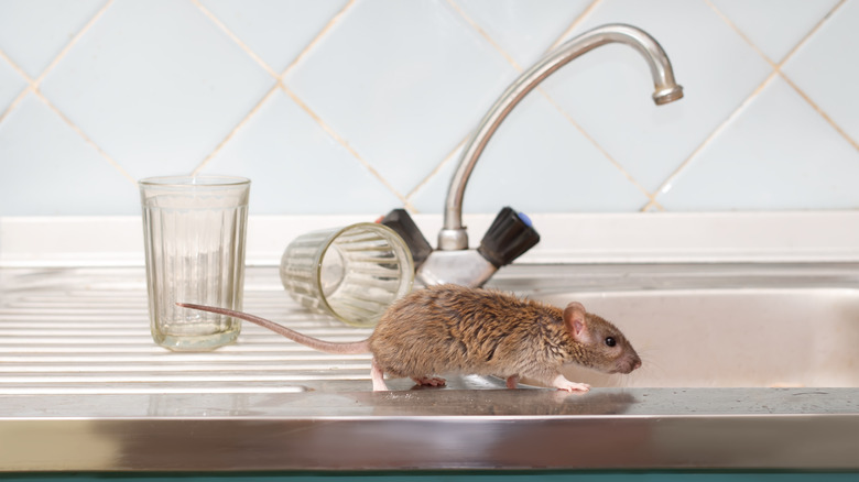 mouse walking on kitchen counter
