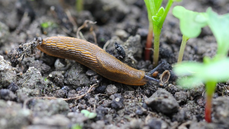 slug crawling in garden