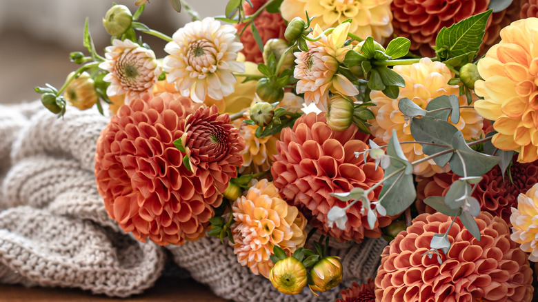 Cut mums on display