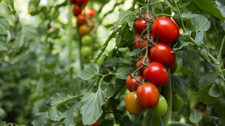 tomato plants in a garden