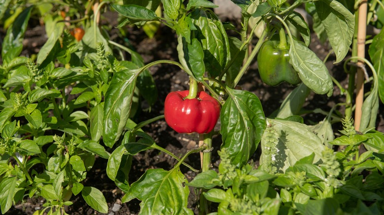 Pepper plant with red fruit