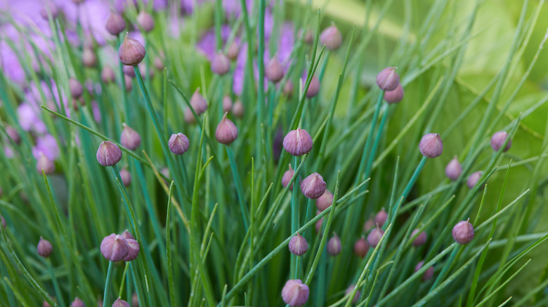 Chives flowering with purple blooms