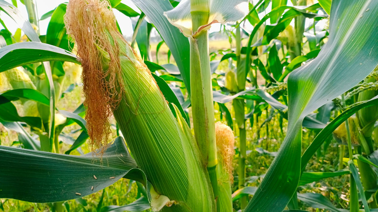 Corn plant bearing fresh corn 