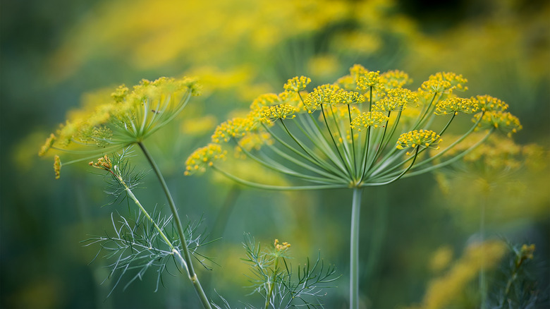 Dill flowering with yellow blooms