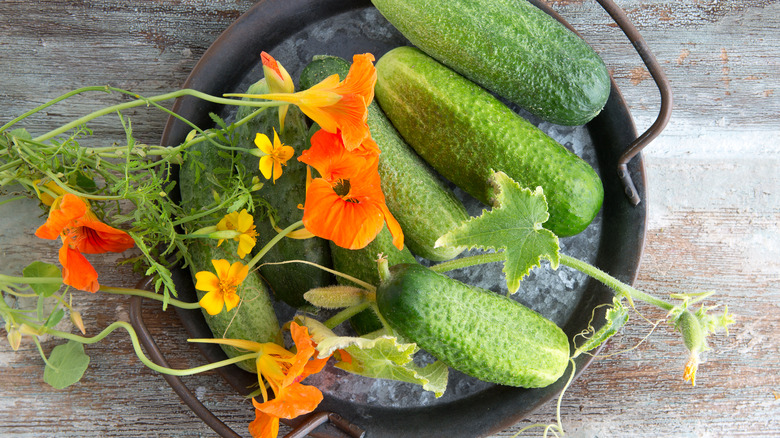 Cucumber and nasturtium companion plants
