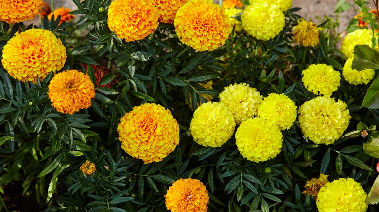 French marigolds in a pot