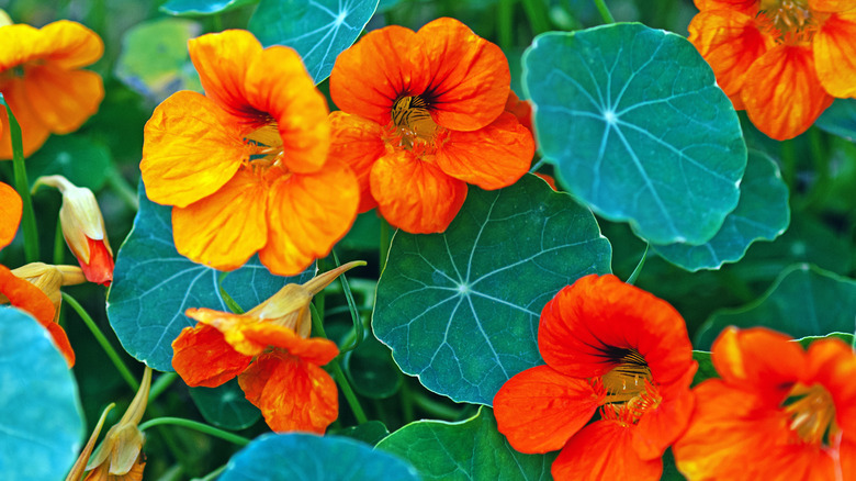 Nasturtium