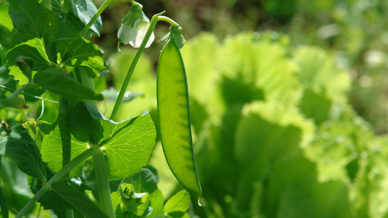 Peapod of a pea plant