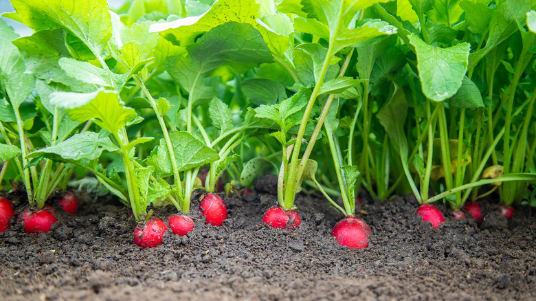 Radishes ready to harvest 