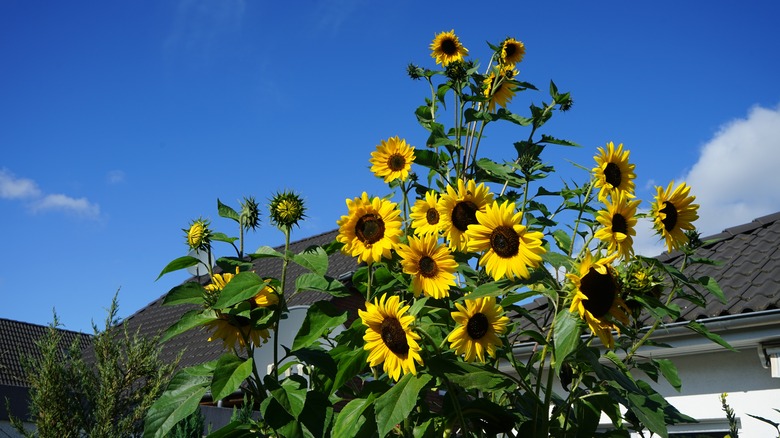 Sunflowers growing tall and blooming