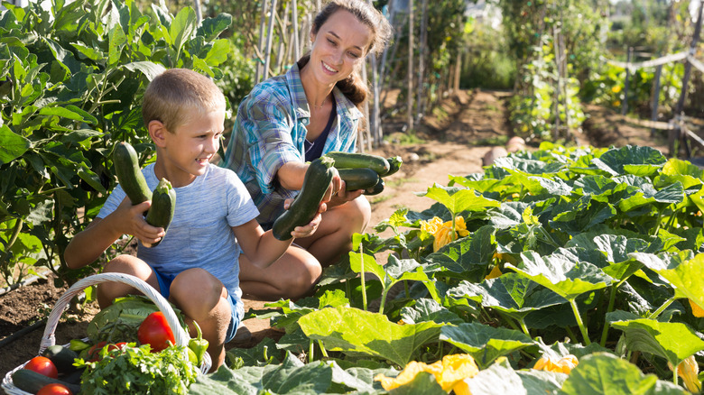 Woman and boy harvesting Zucchinis