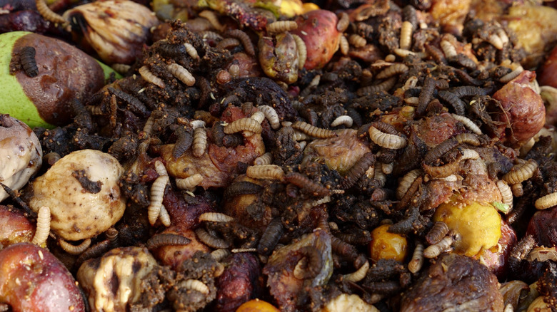 Black soldier fly composting food waste