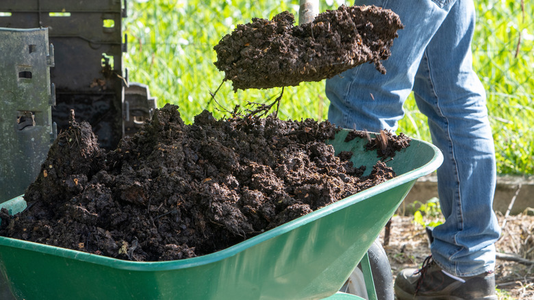 Man filling a wheelbarrow with fresh compost