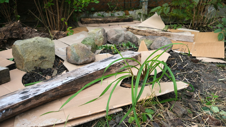 Lasagne composting with cardboard and organic mulch