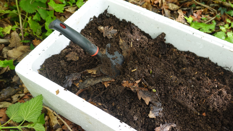 Leaf mold compost in a Styrofoam container