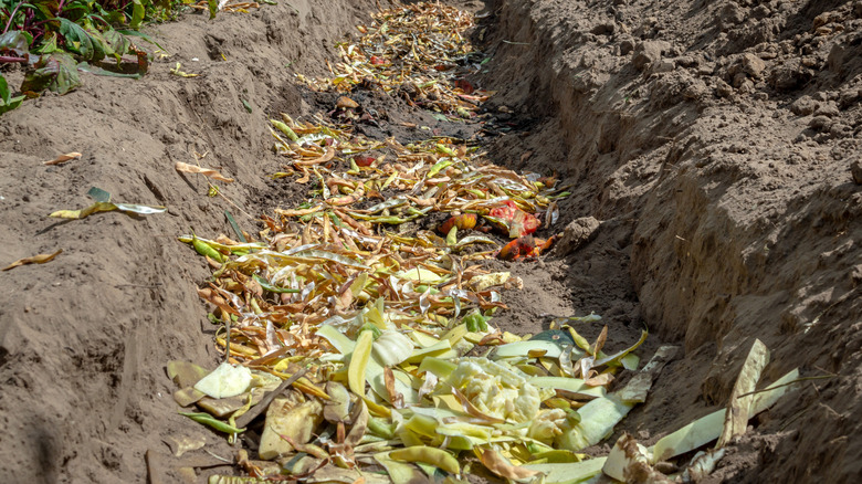 A freshly dug trench with organic matter in ready to be composted